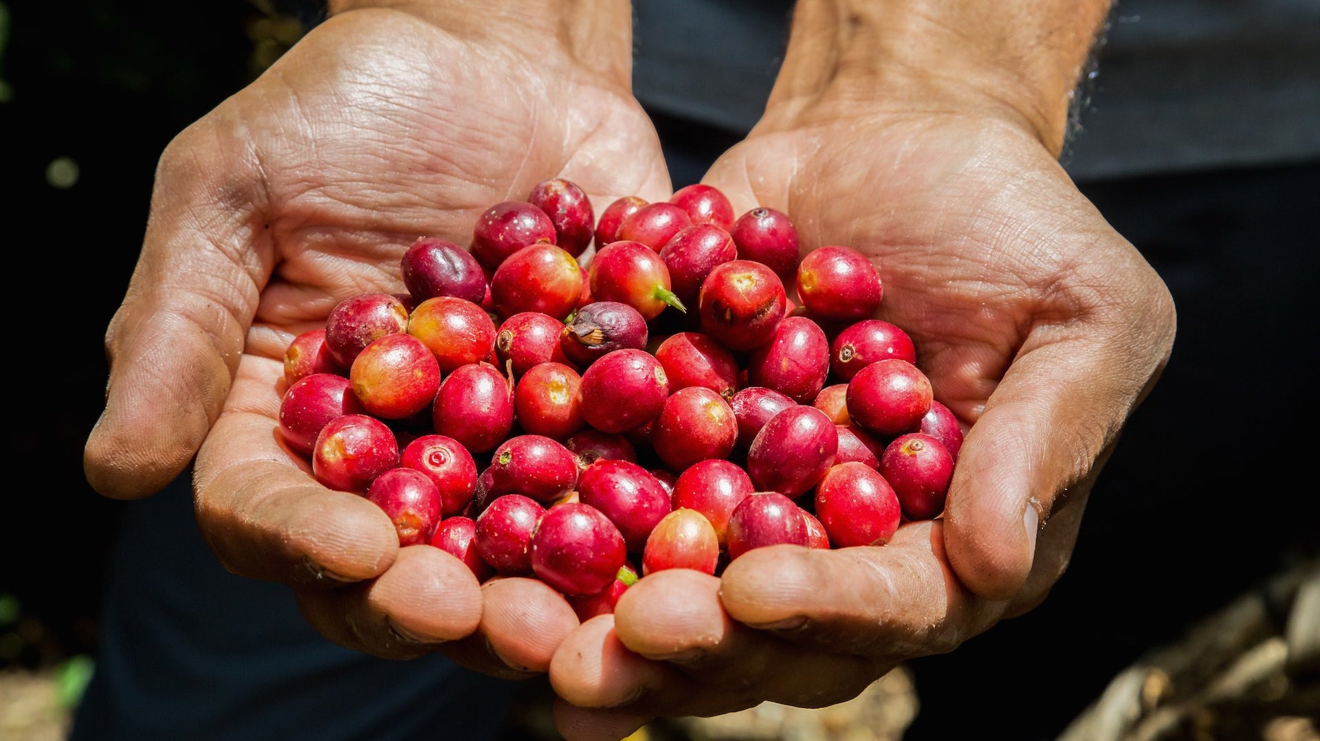 Indie Blogger review our decafs